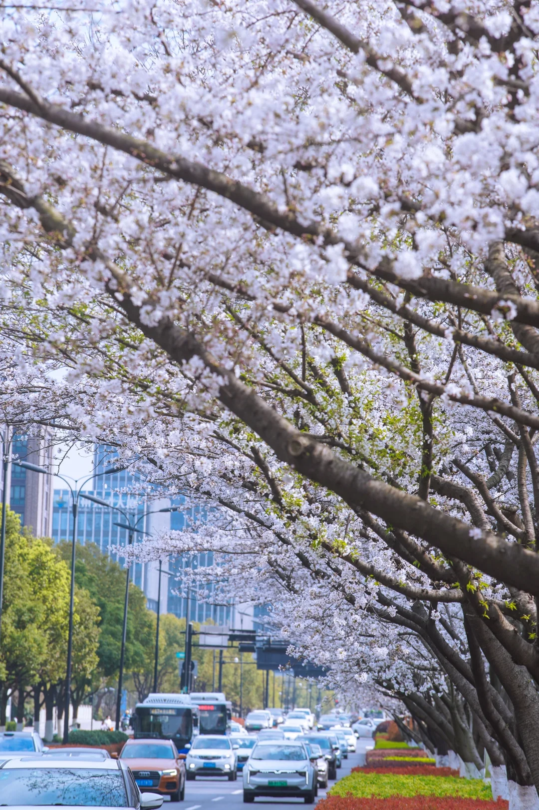 杭州余杭的樱花已开