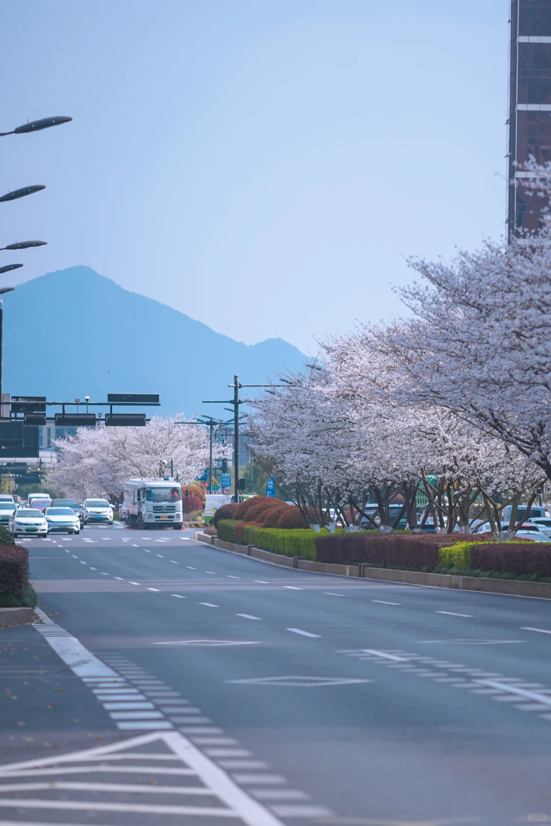 杭州余杭的樱花已开