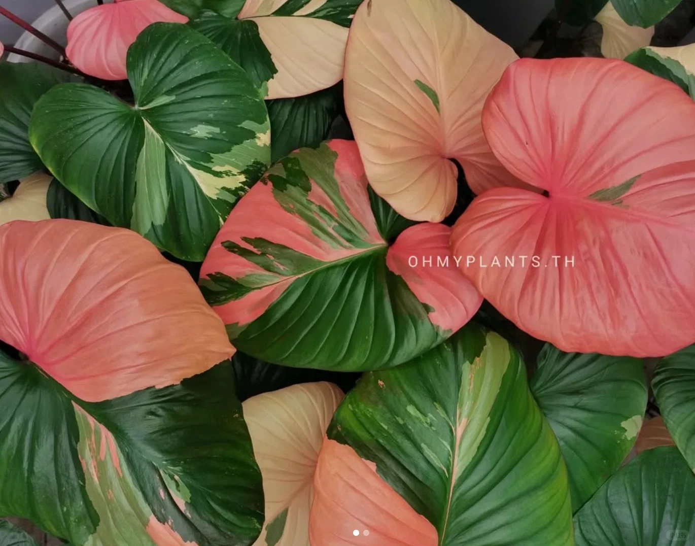 深圳热植展攻略TIPS 附展会清单版