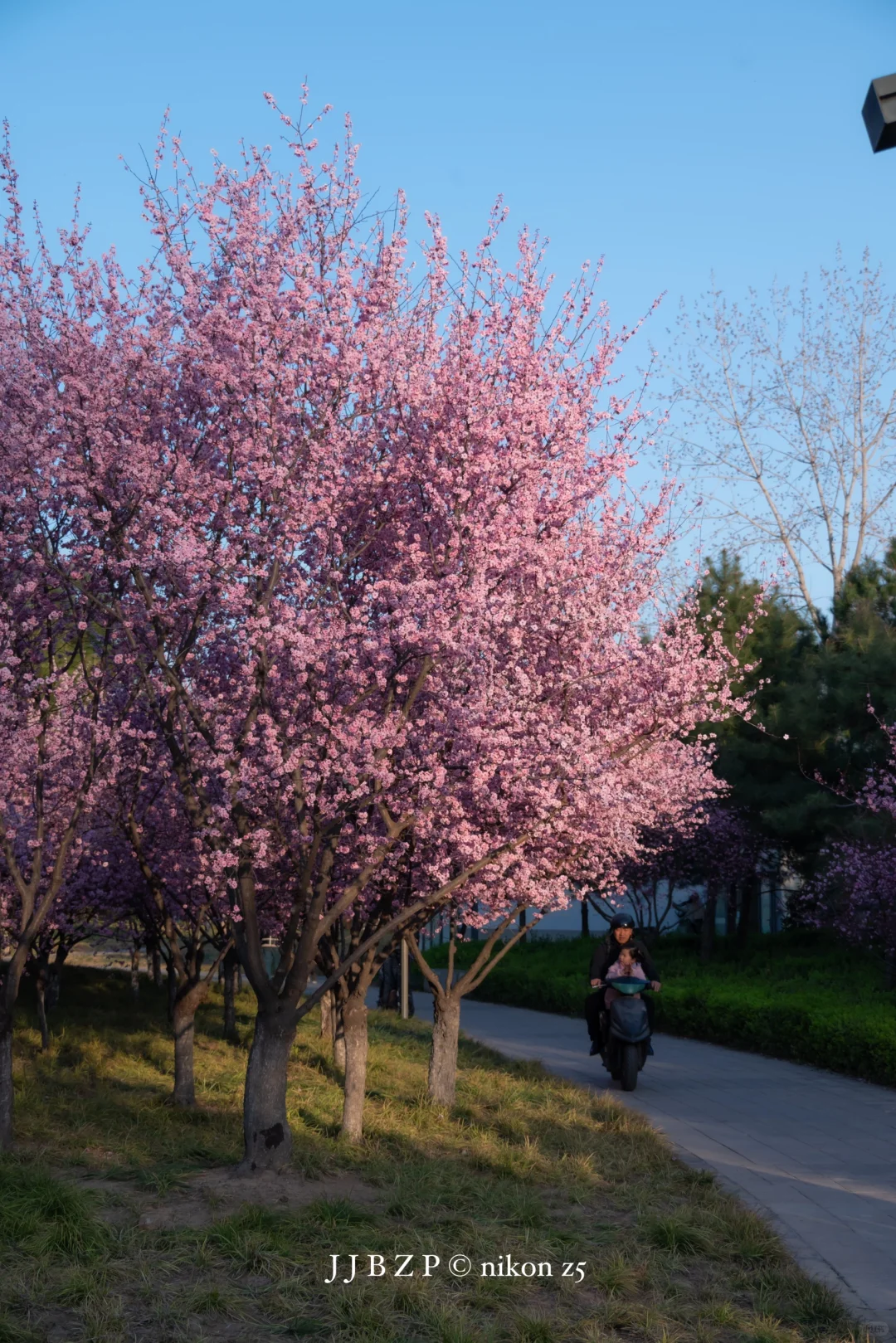 郑州｜大玉米的春和景明