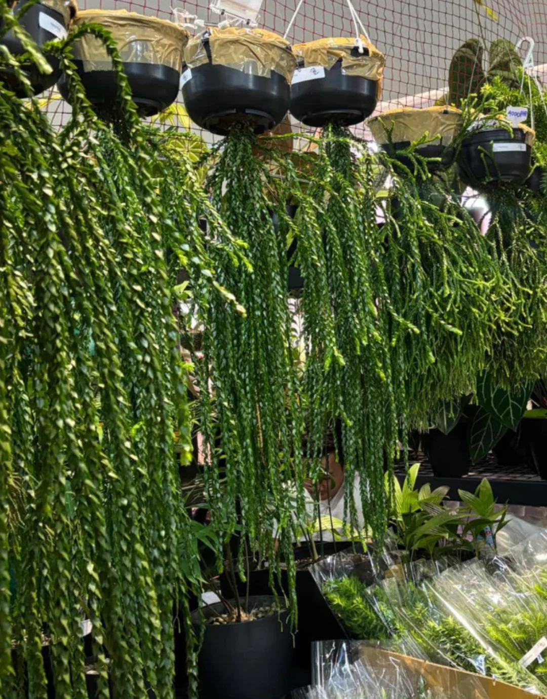 深圳热植展攻略TIPS 附展会清单版