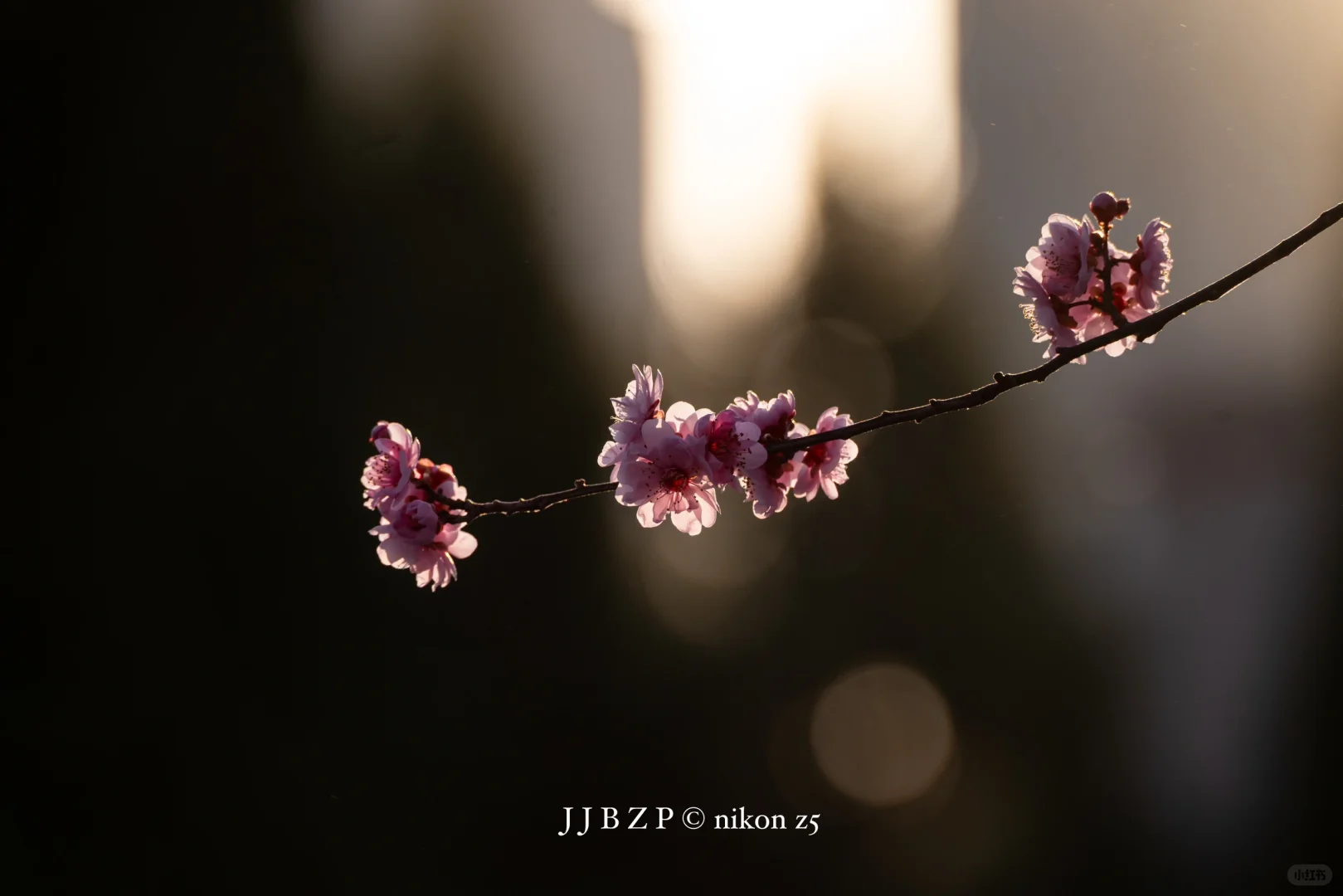 郑州｜大玉米的春和景明