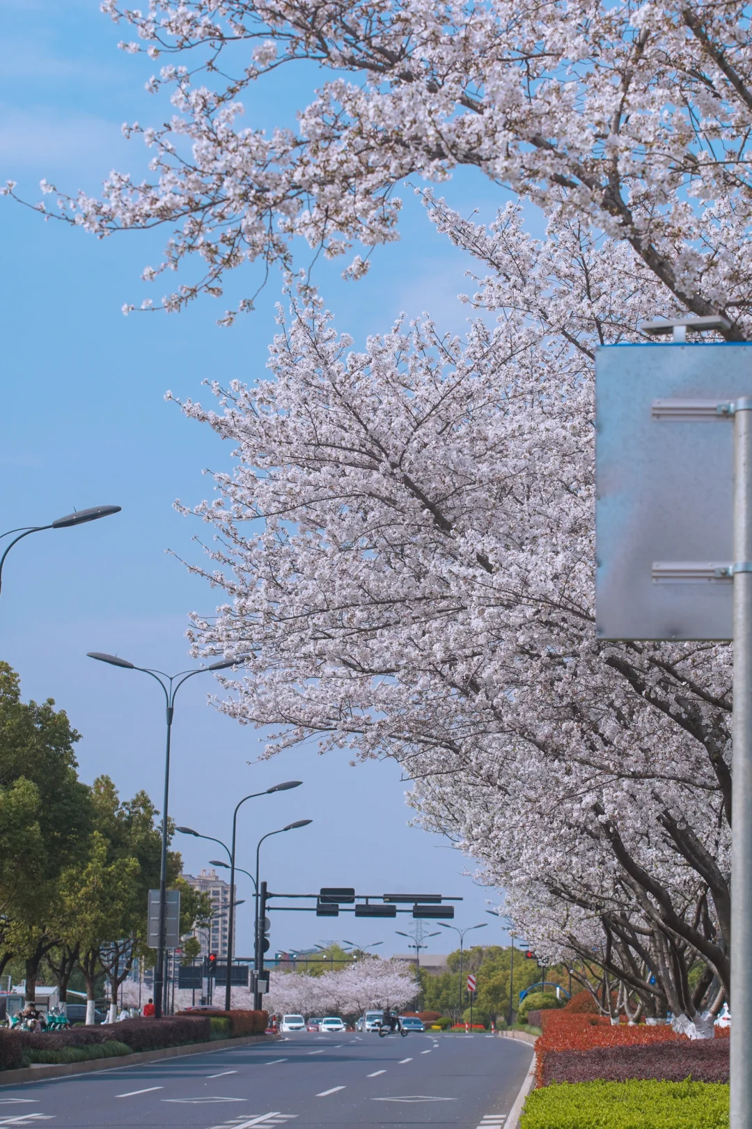 杭州余杭的樱花已开