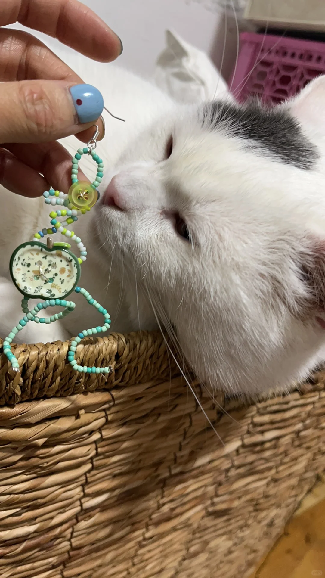 爱宠人士的好日子来了