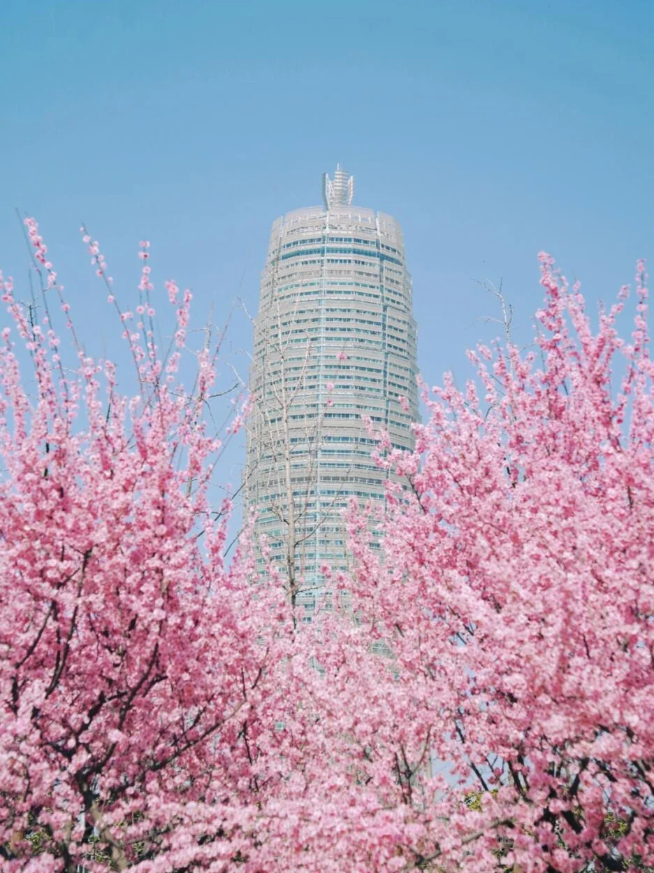 此刻！郑州大玉米已被粉色花海包围！