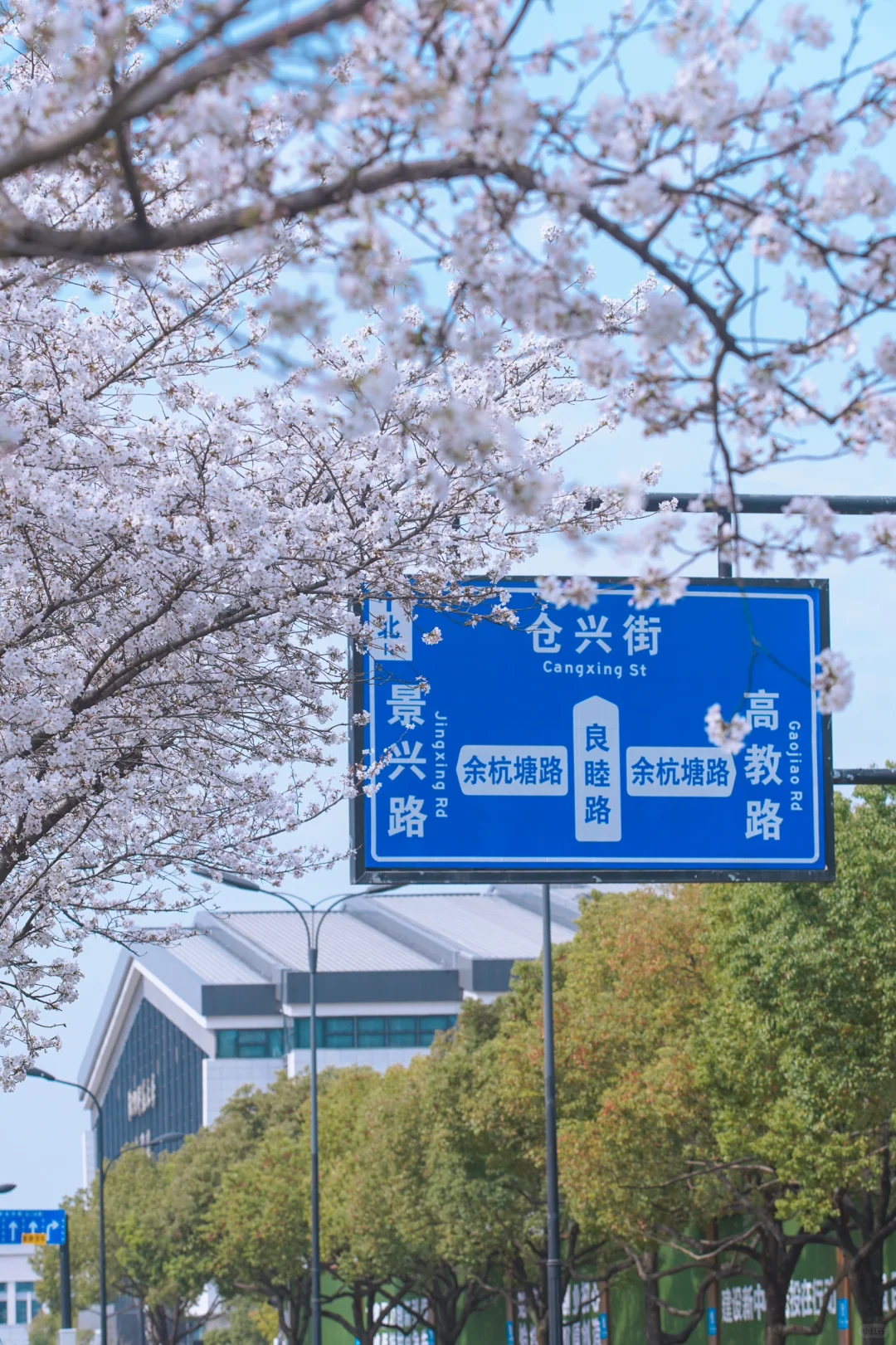 杭州余杭的樱花已开