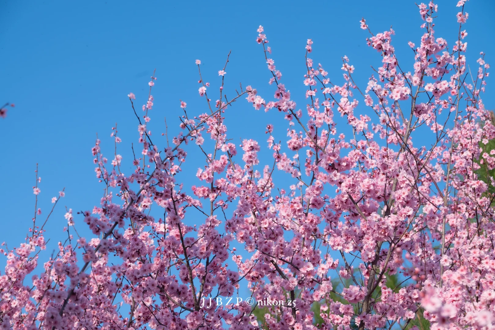 郑州｜大玉米的春和景明