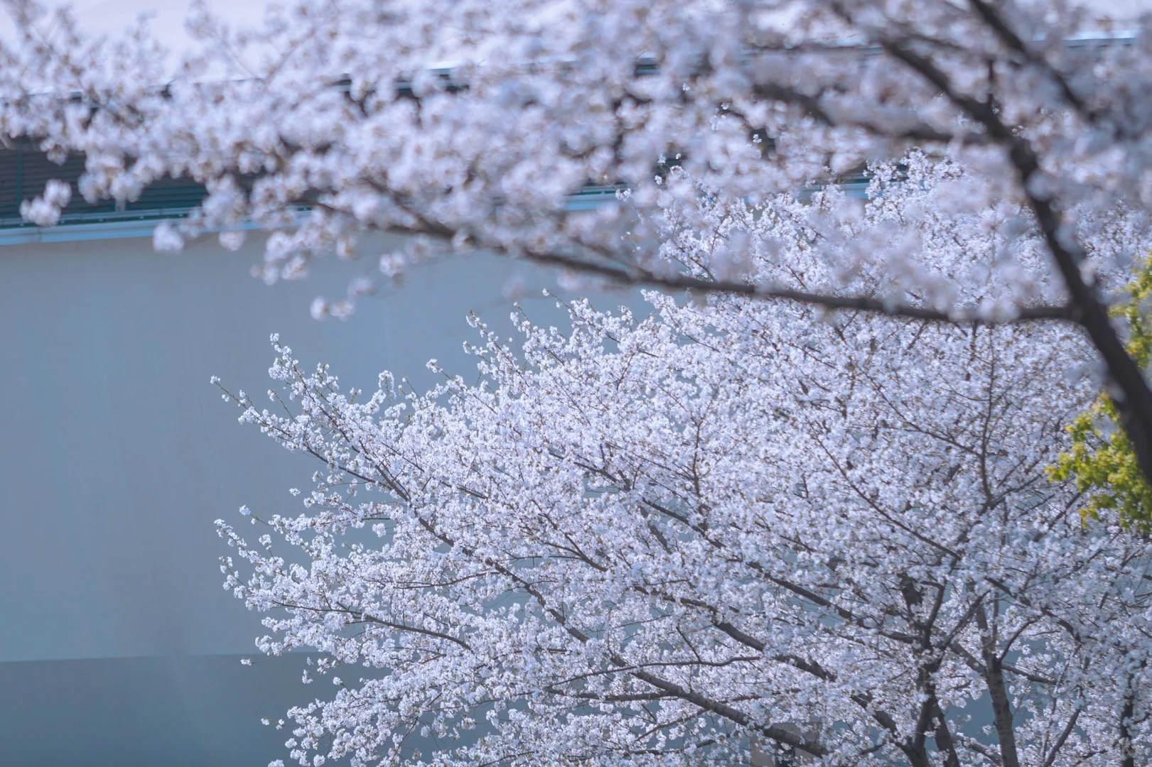 杭州余杭的樱花已开