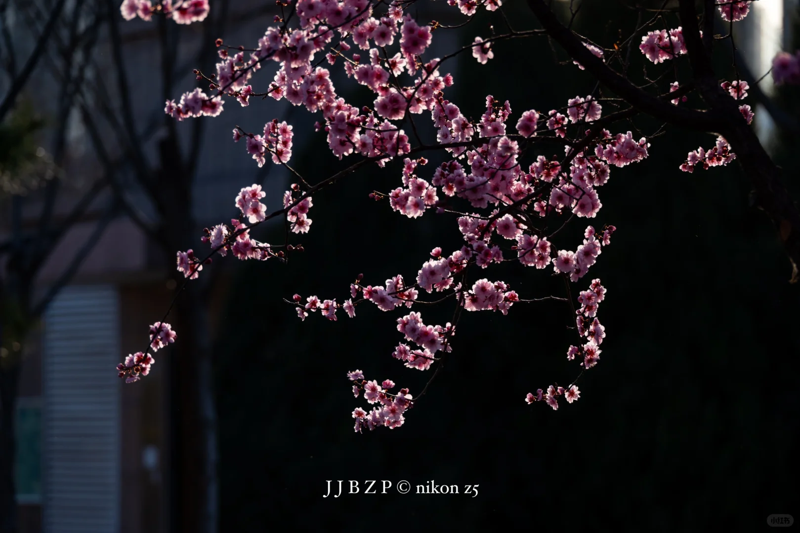 郑州｜大玉米的春和景明