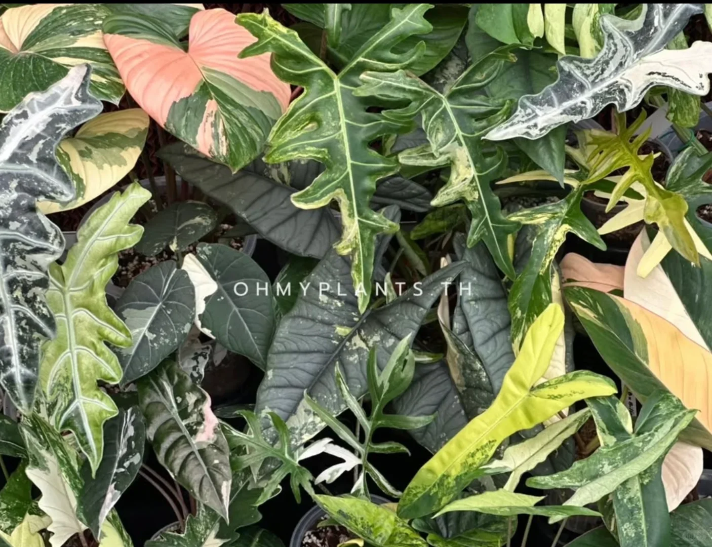 深圳热植展攻略TIPS 附展会清单版