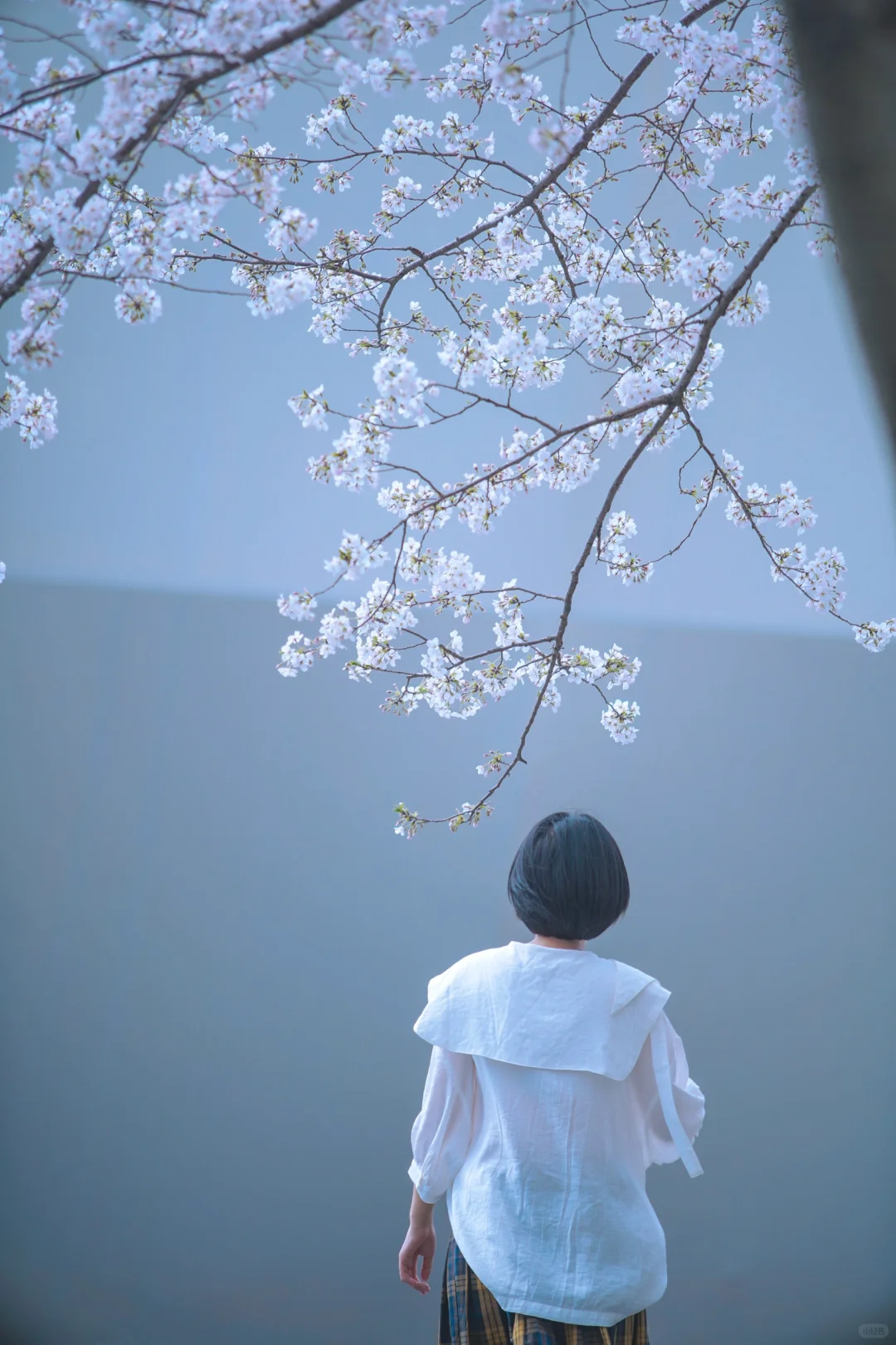 杭州余杭的樱花已开