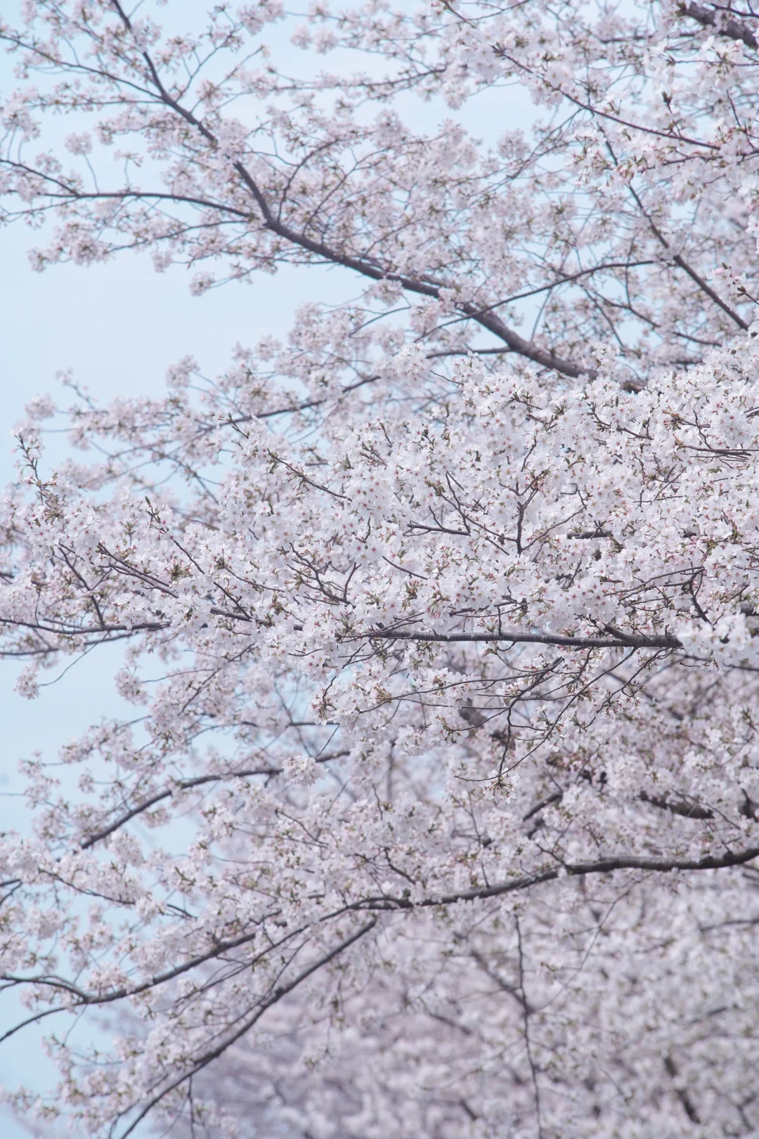 杭州余杭的樱花已开