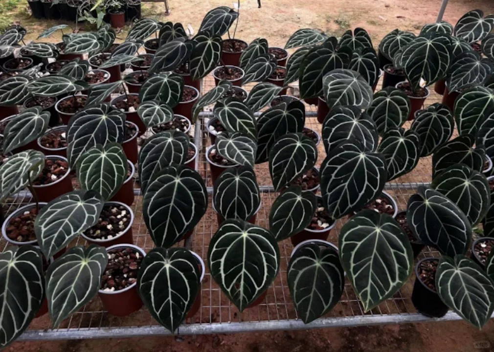 深圳热植展攻略TIPS 附展会清单版