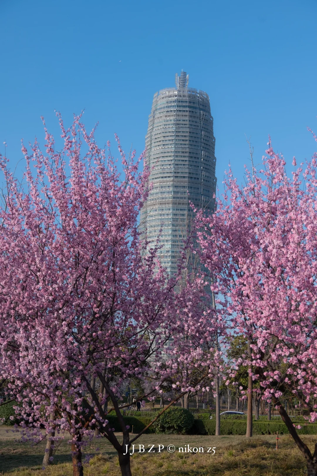 郑州｜大玉米的春和景明