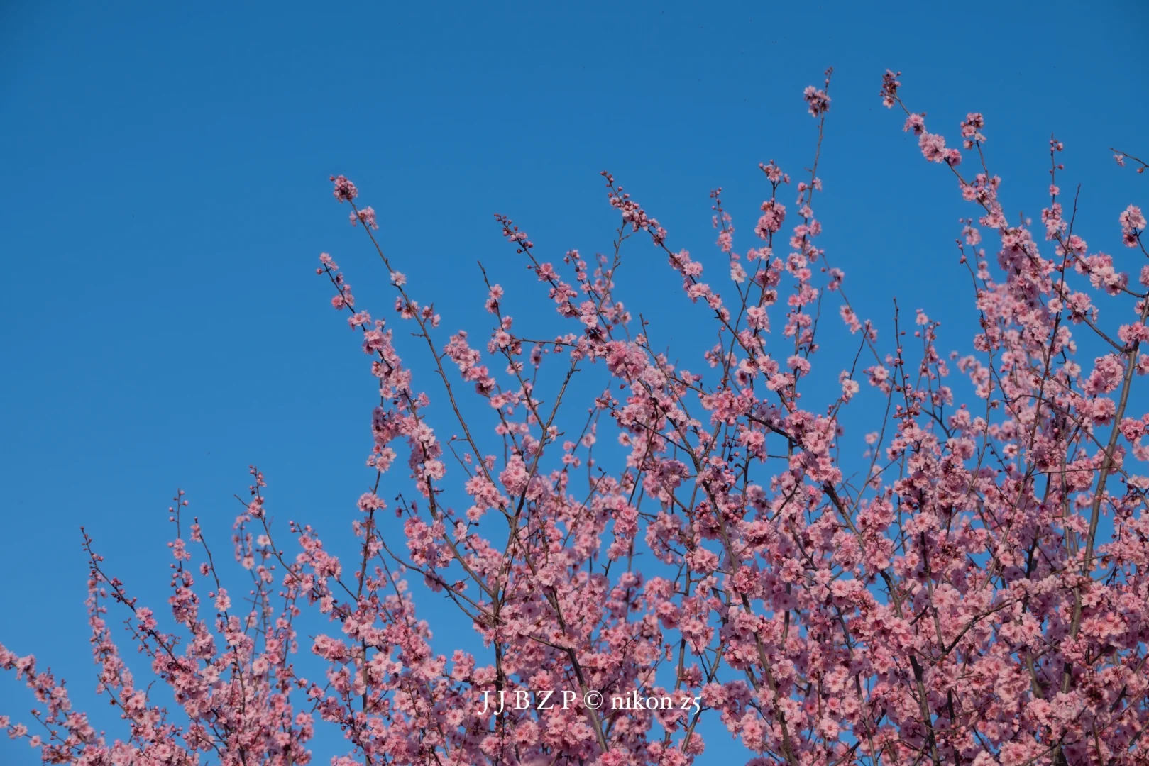 郑州｜大玉米的春和景明