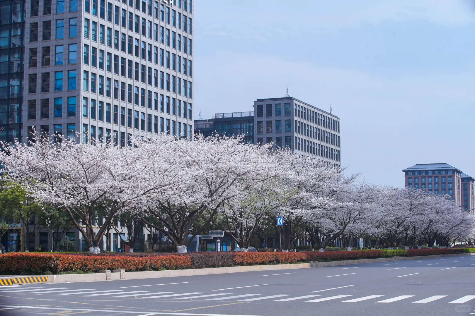 杭州余杭的樱花已开