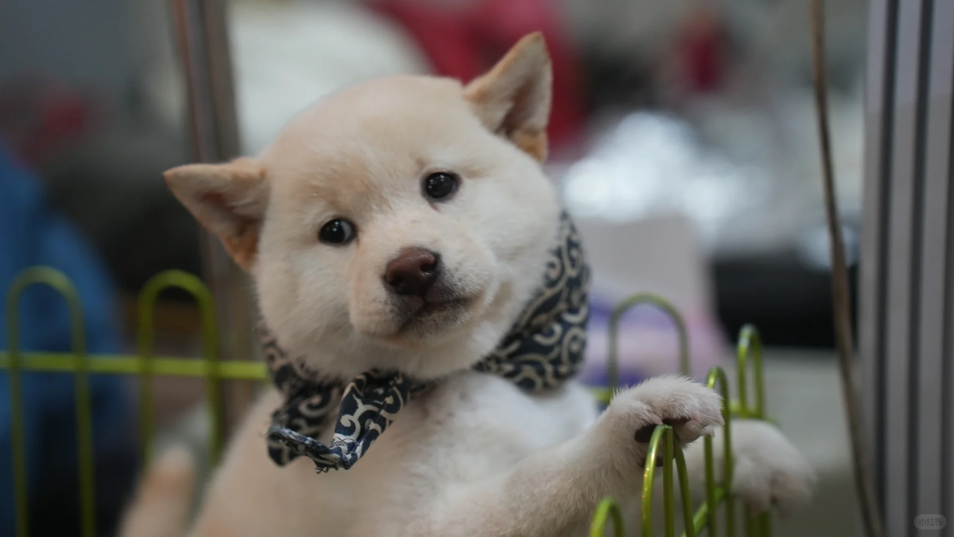 世界宠物博览会的小困困猫！