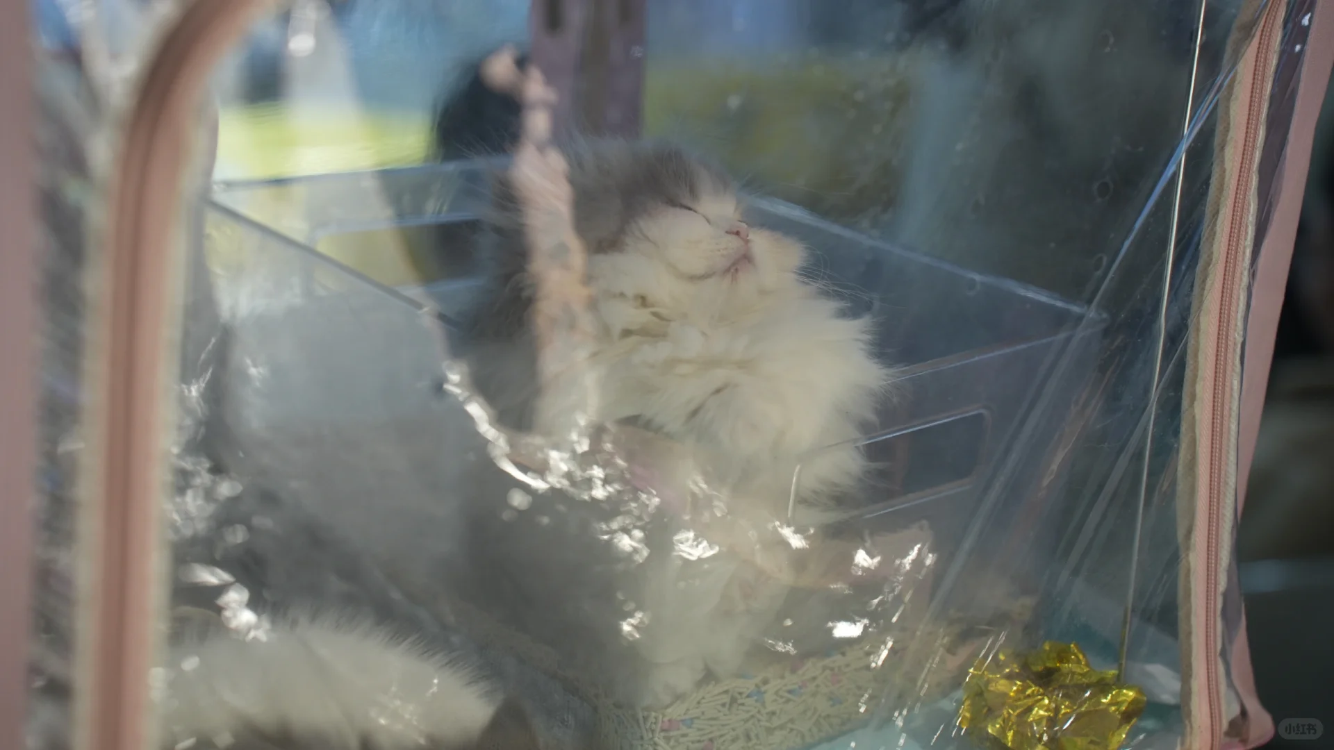 世界宠物博览会的小困困猫！