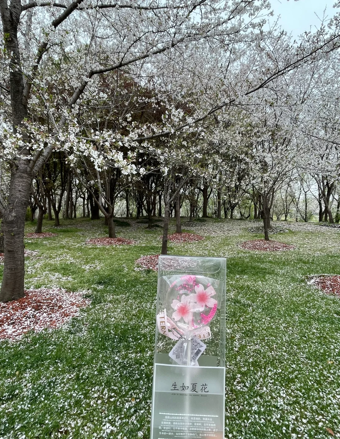 顾村公园休闲度假博览会送好礼