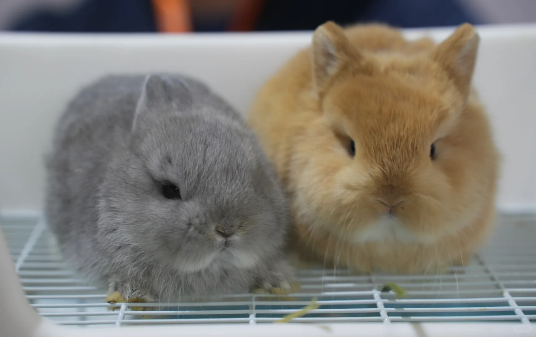 世界宠物博览会的小困困猫！