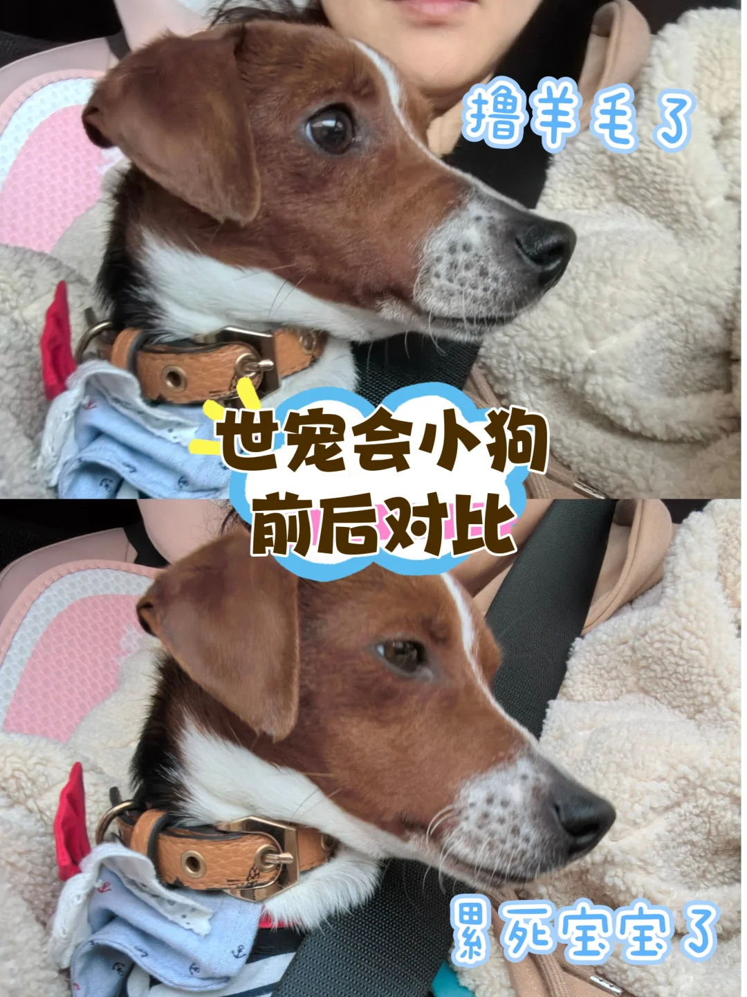 世宠会撸羊毛现场