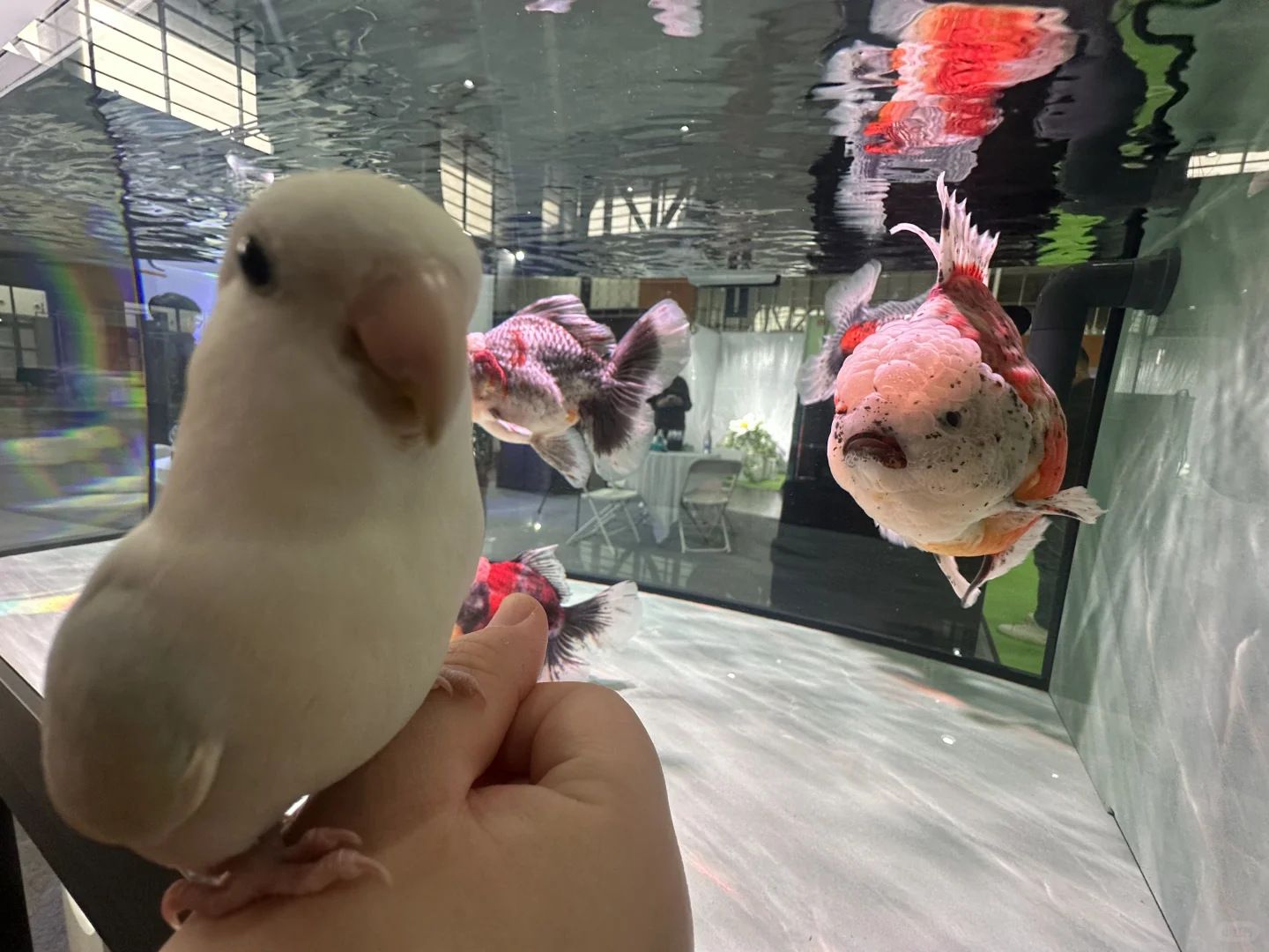 世界宠物博览会 南京站薅羊毛