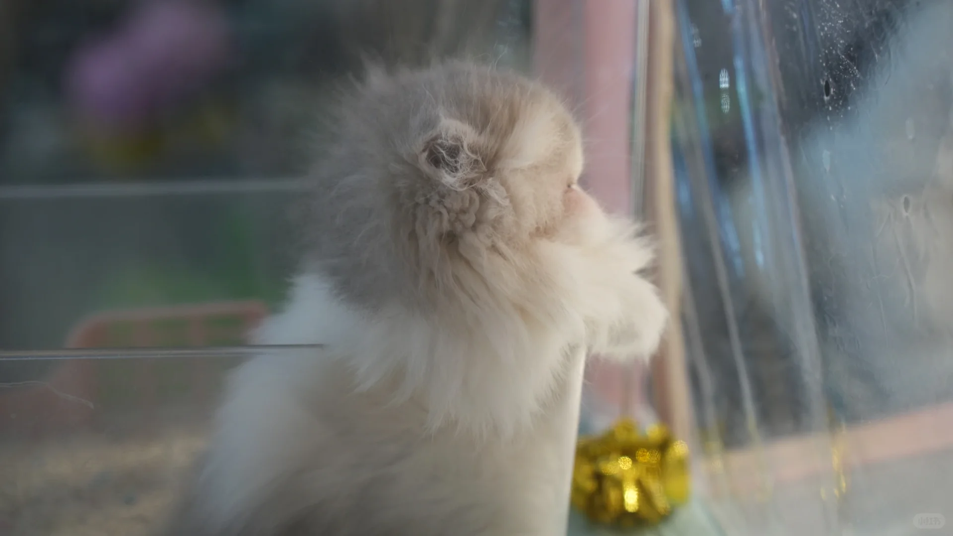 世界宠物博览会的小困困猫！