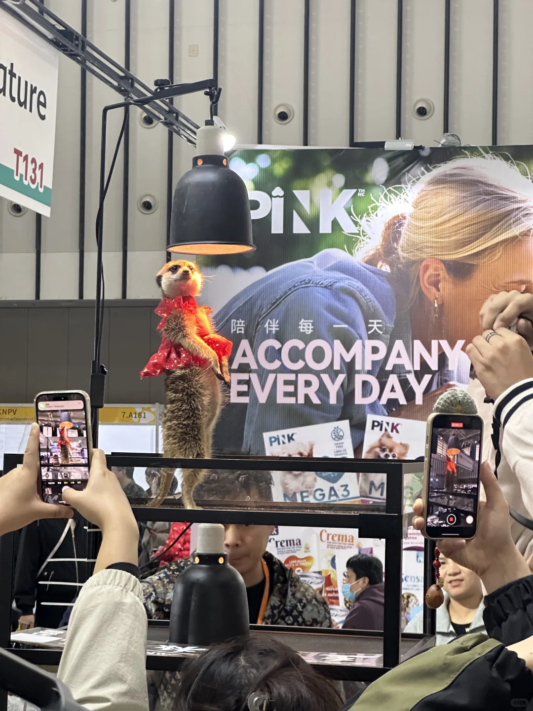 世界宠物博览会 南京站薅羊毛