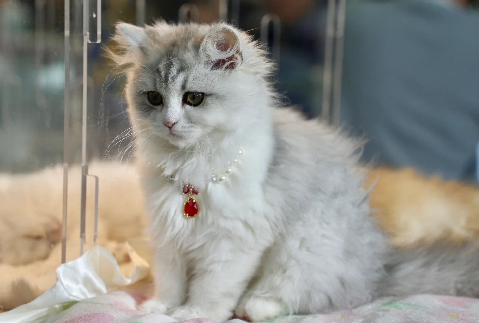 世界宠物博览会的小困困猫！