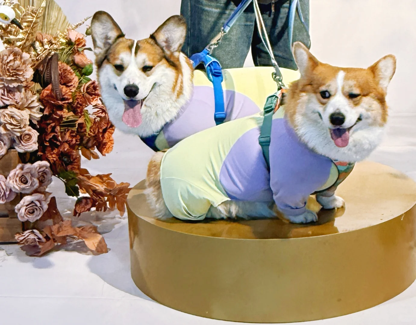 去宠物博览会玩啦！