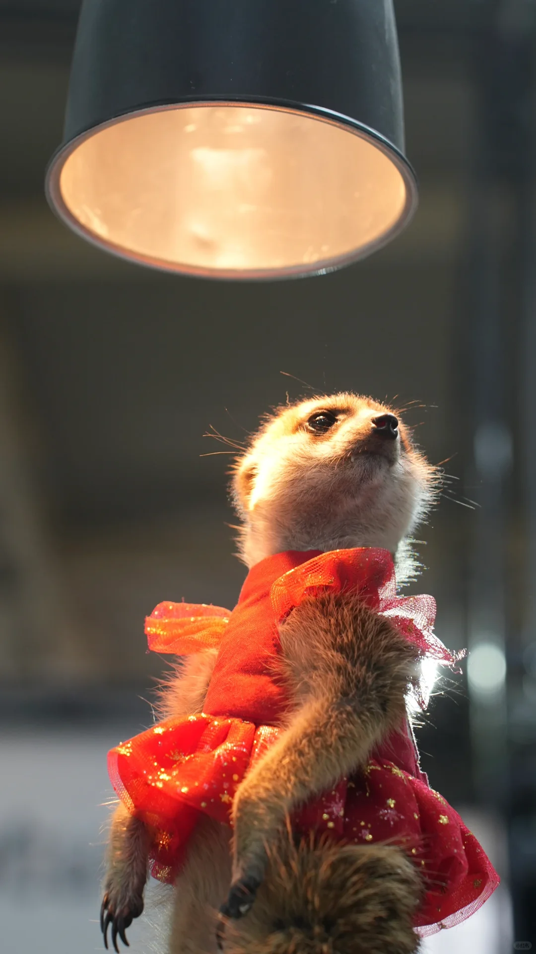 世界宠物博览会的小困困猫！