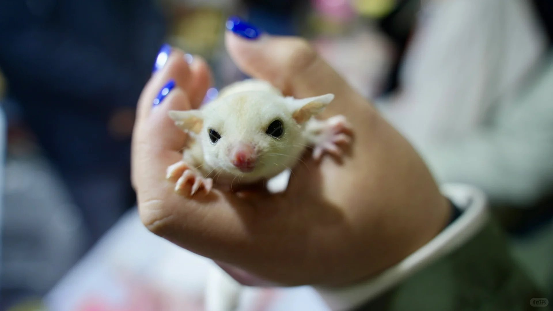 世界宠物博览会的小困困猫！