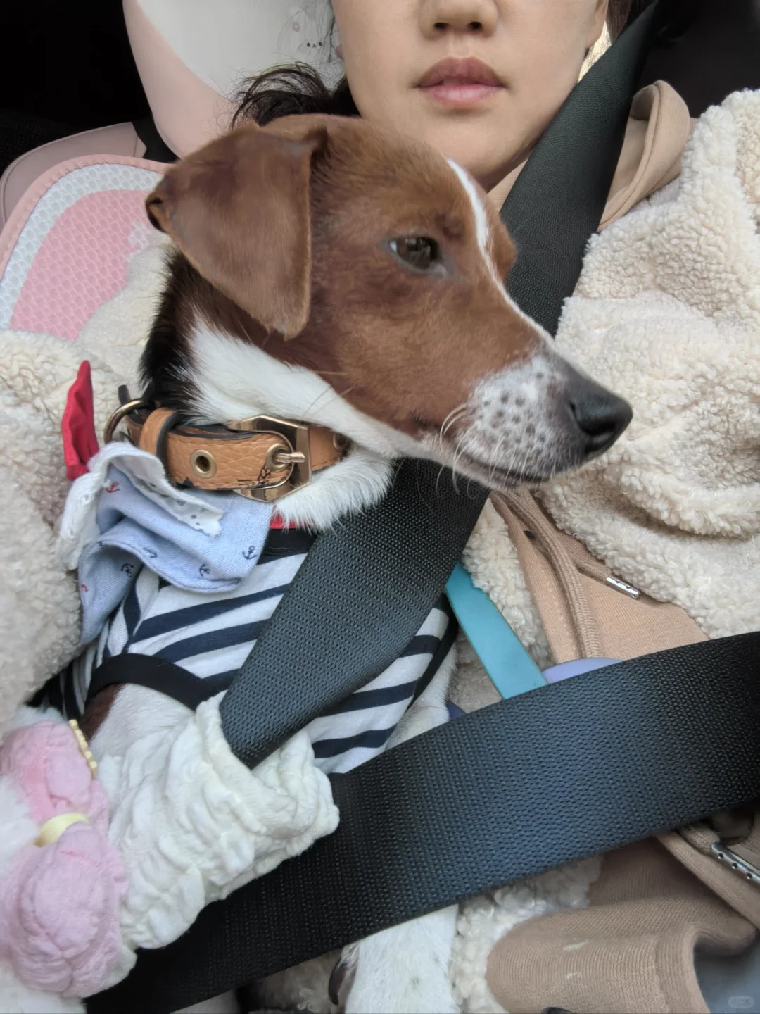 世宠会撸羊毛现场