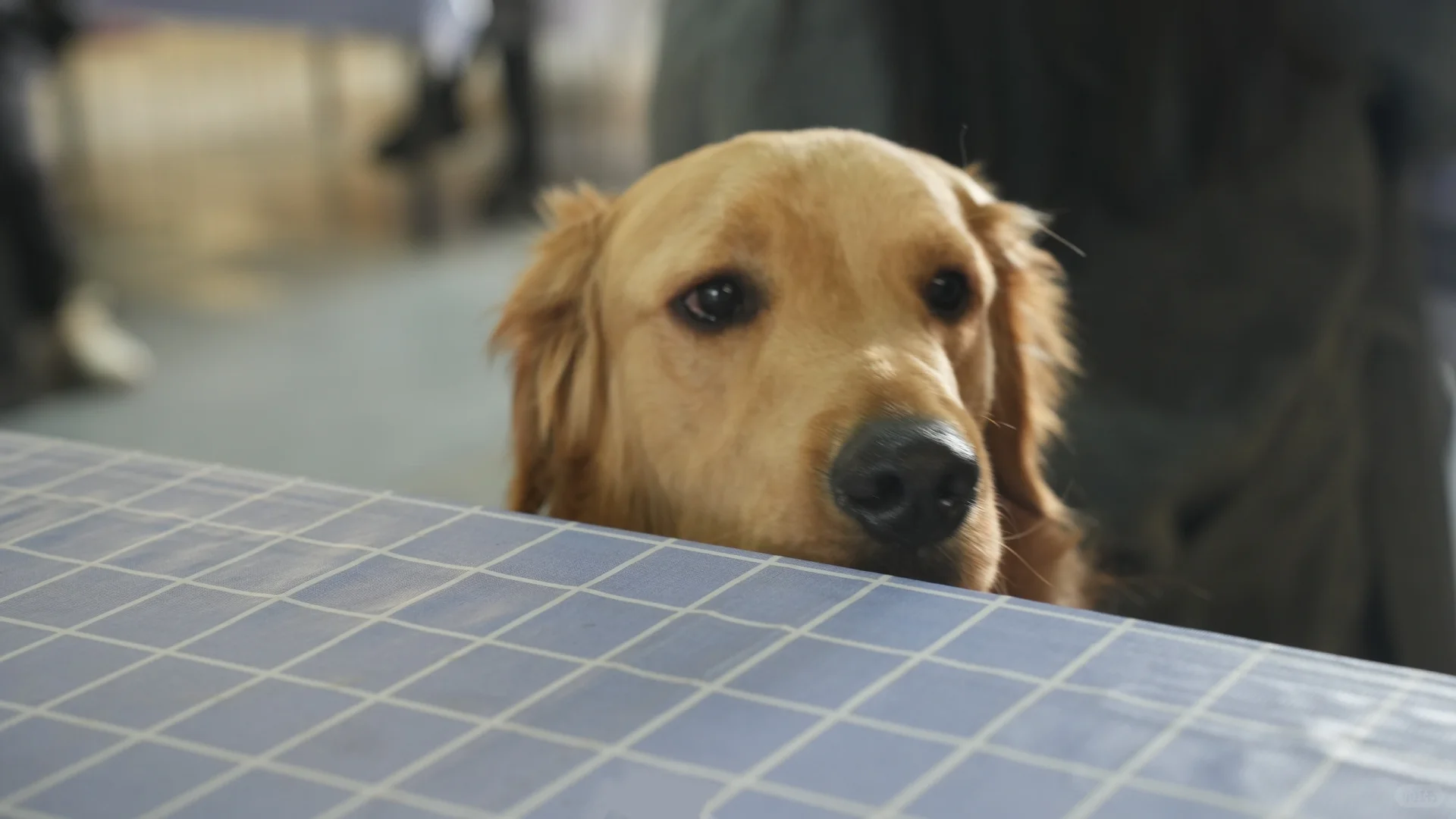 世界宠物博览会的小困困猫！