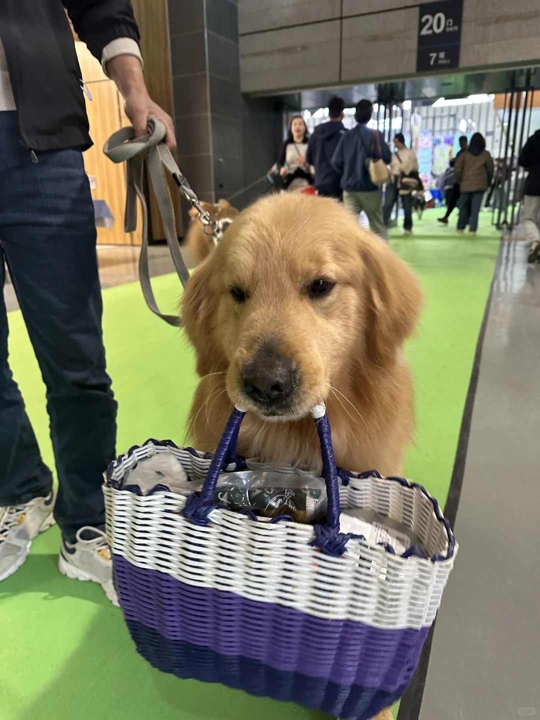 世界宠物博览会 南京站薅羊毛