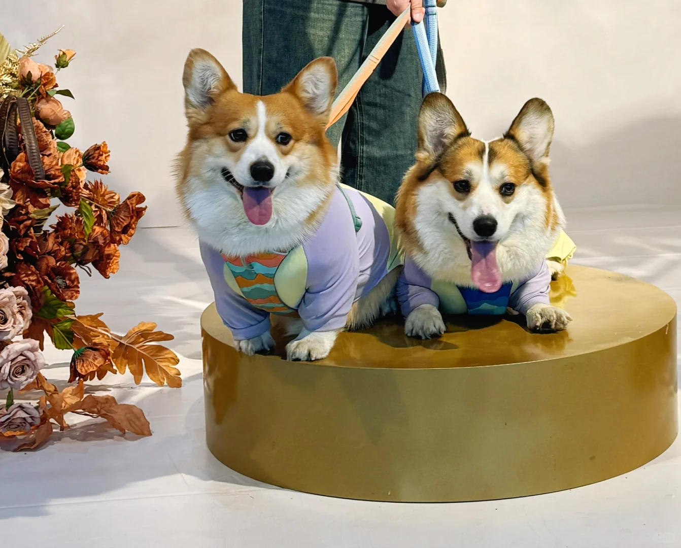 去宠物博览会玩啦！