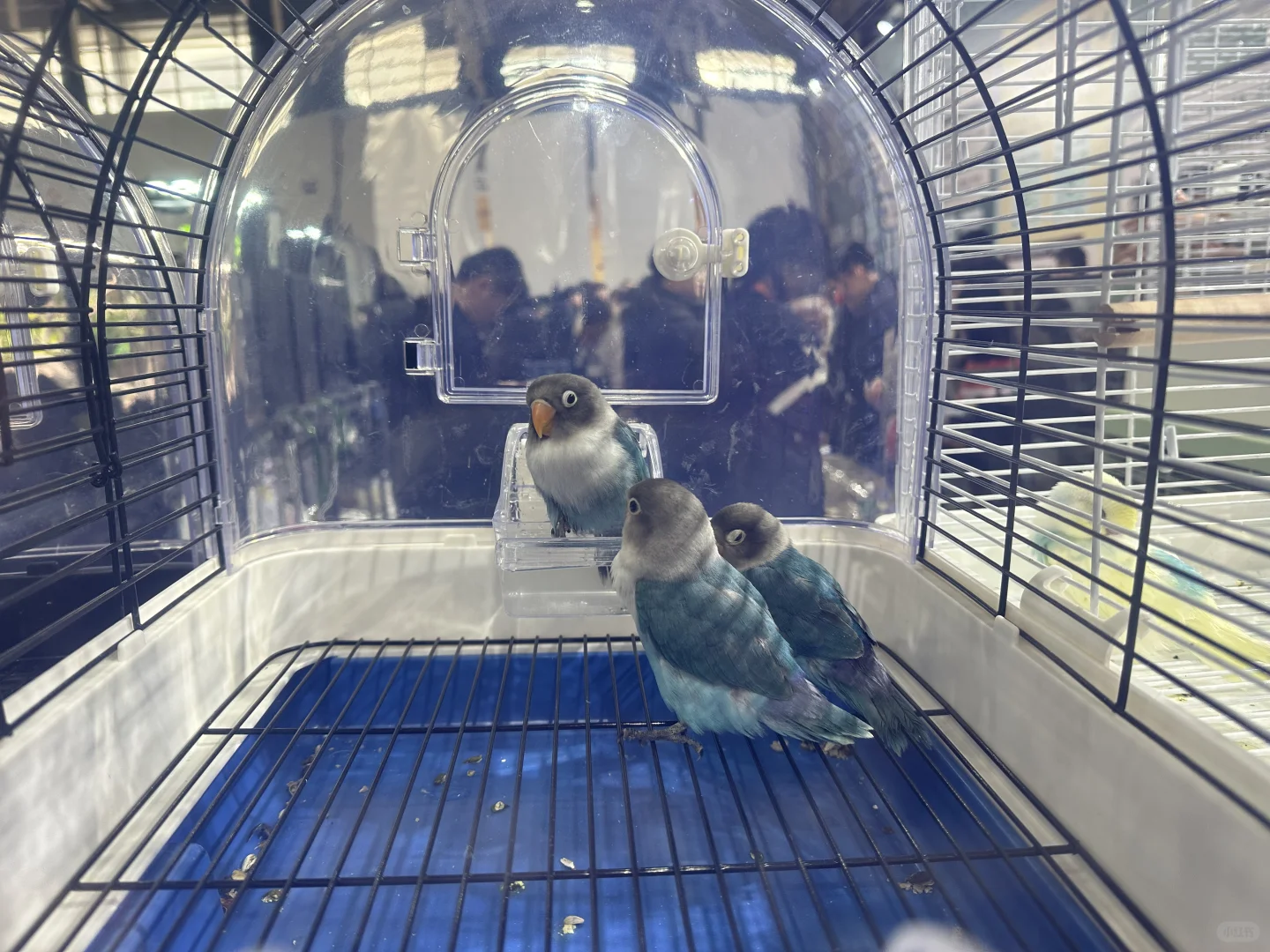 世界宠物博览会 南京站薅羊毛