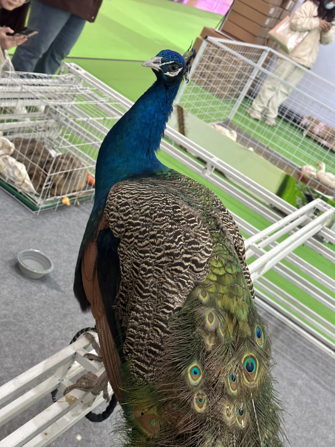 世界宠物博览会 南京站薅羊毛