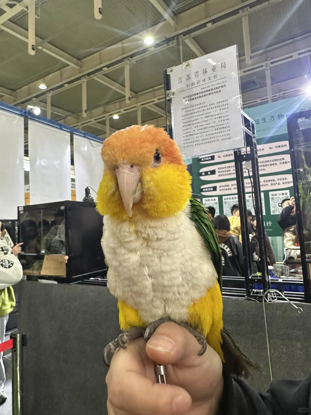 世界宠物博览会 南京站薅羊毛