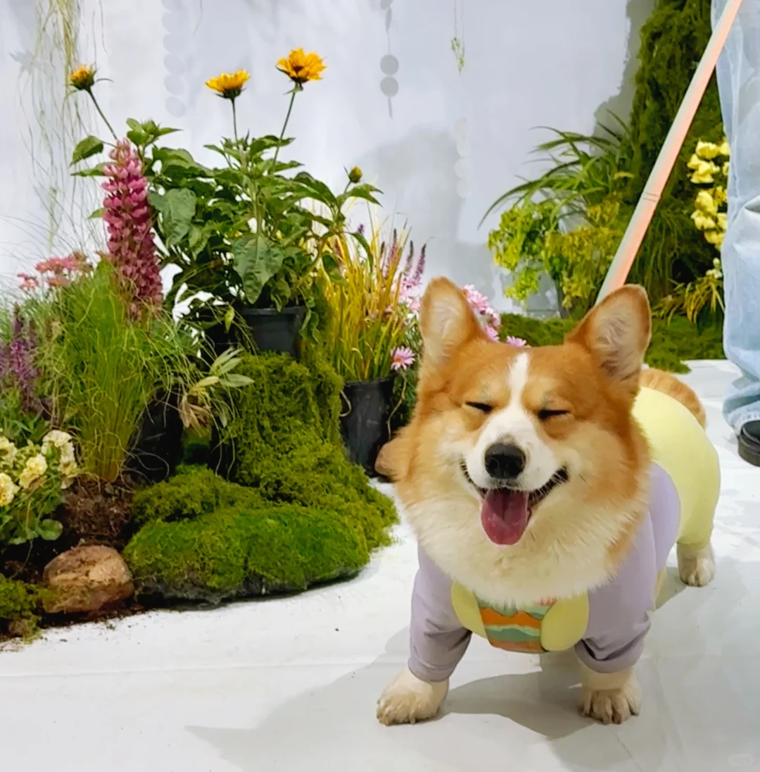 去宠物博览会玩啦！