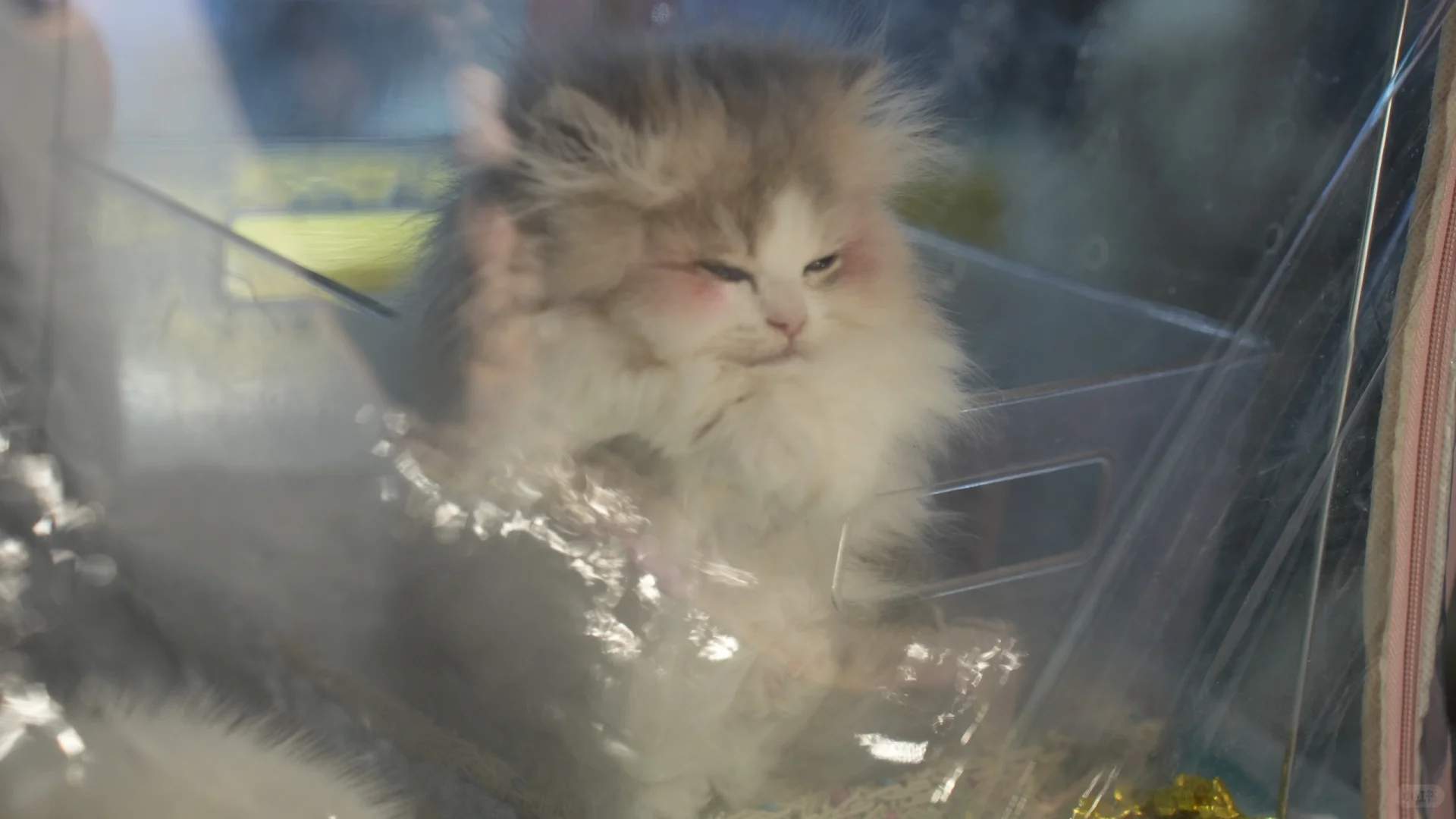 世界宠物博览会的小困困猫！