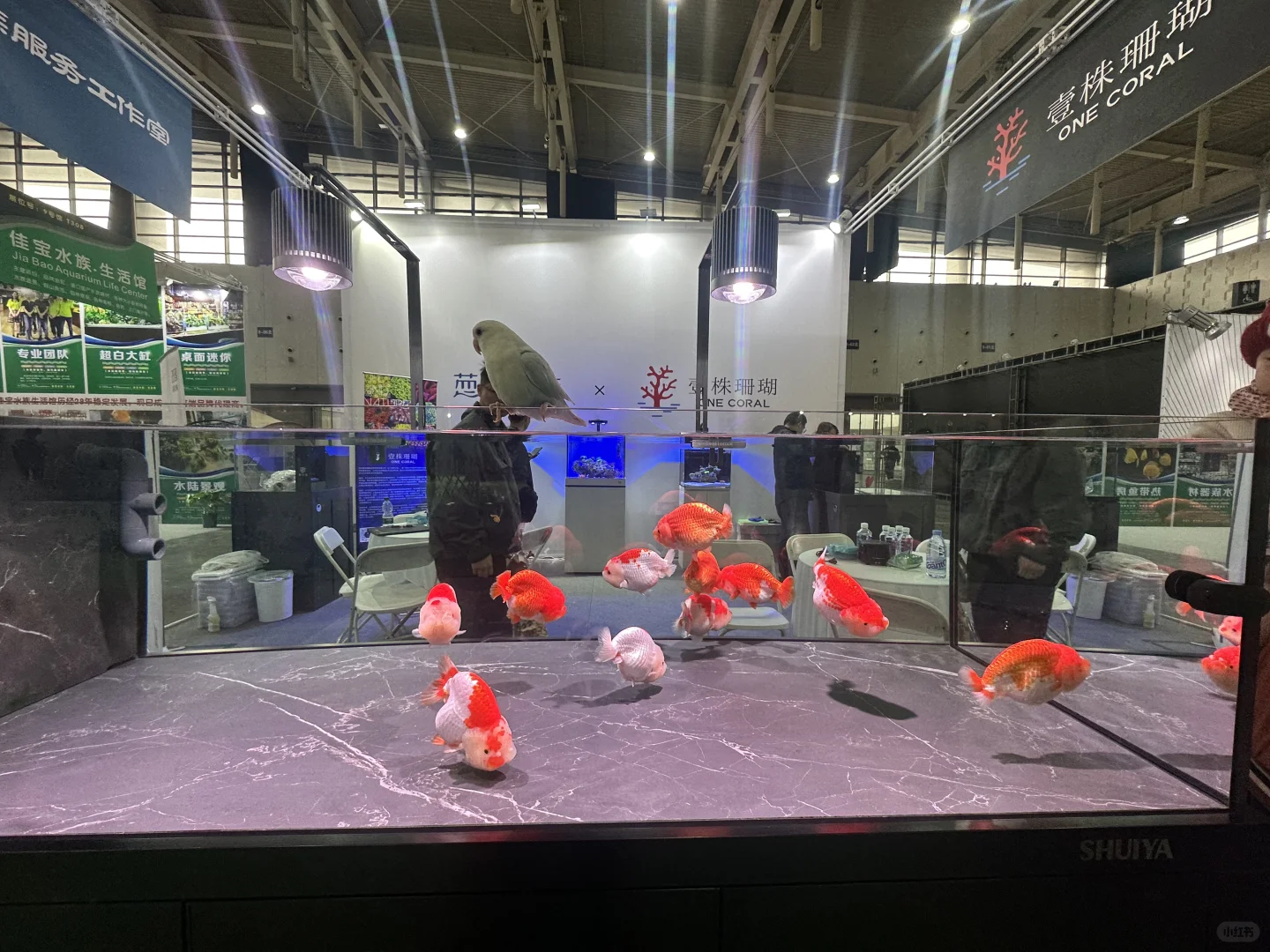 世界宠物博览会 南京站薅羊毛