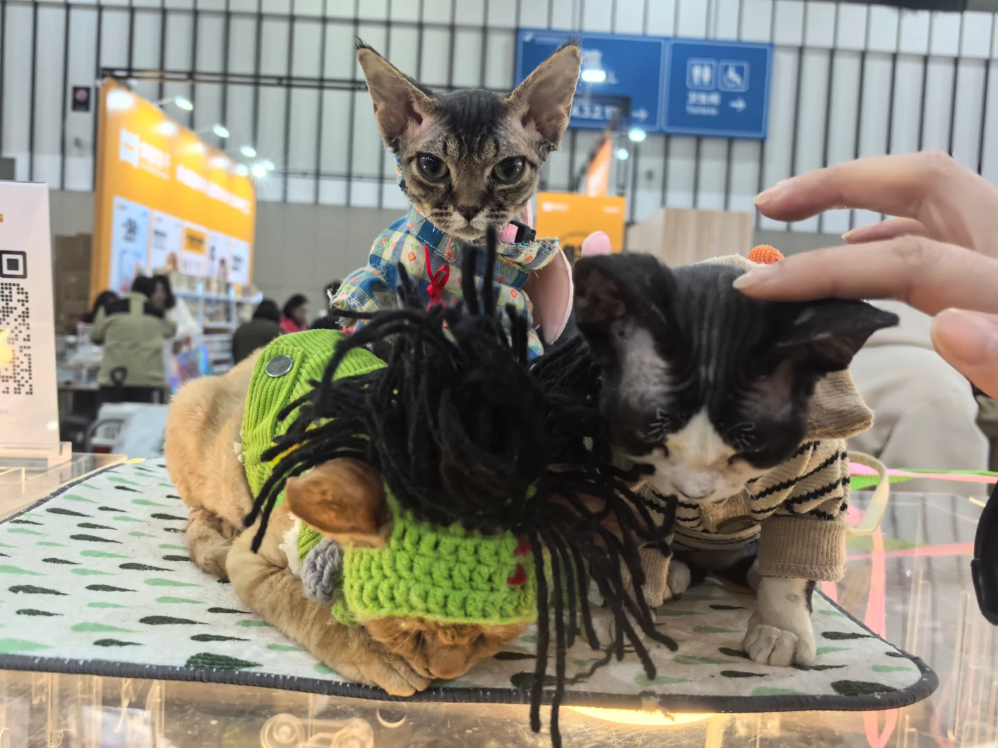 ?谁懂啊！逛完世界宠物博览会，我要养宠