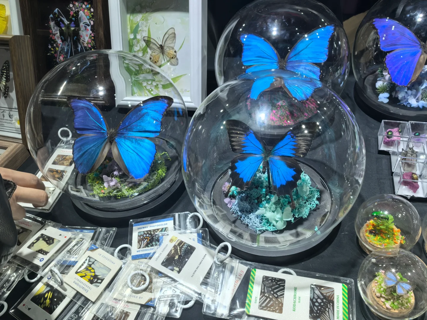 ?谁懂啊！逛完世界宠物博览会，我要养宠