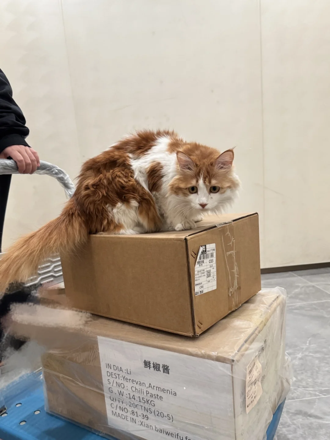 第112届全国糖酒会现场来啦