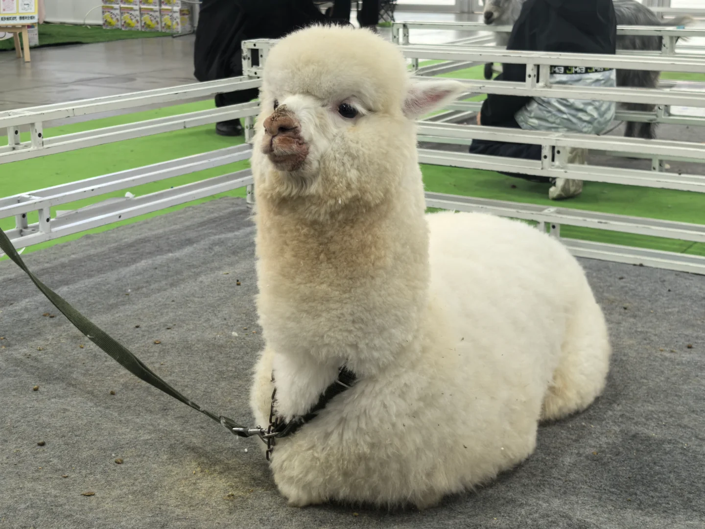 ?谁懂啊！逛完世界宠物博览会，我要养宠