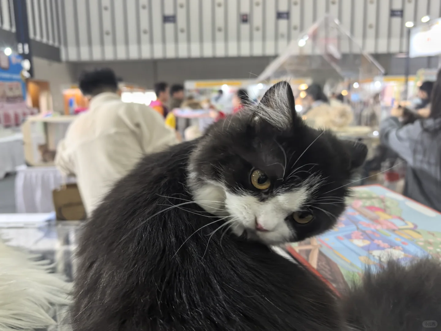 ?谁懂啊！逛完世界宠物博览会，我要养宠