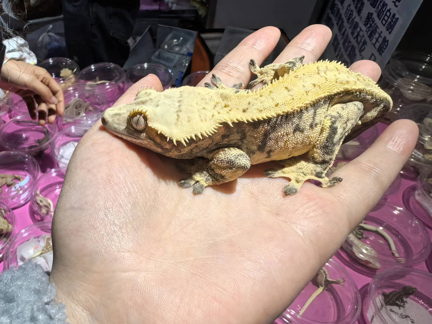 ?谁懂啊！逛完世界宠物博览会，我要养宠