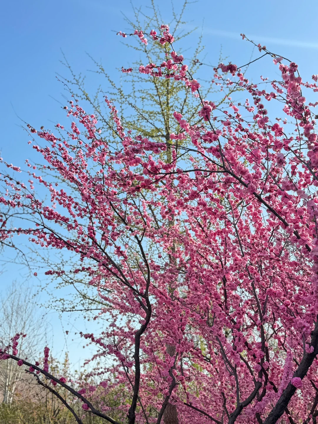 廊坊-会展中心 谁能舍得错过这样的春天啊‼️