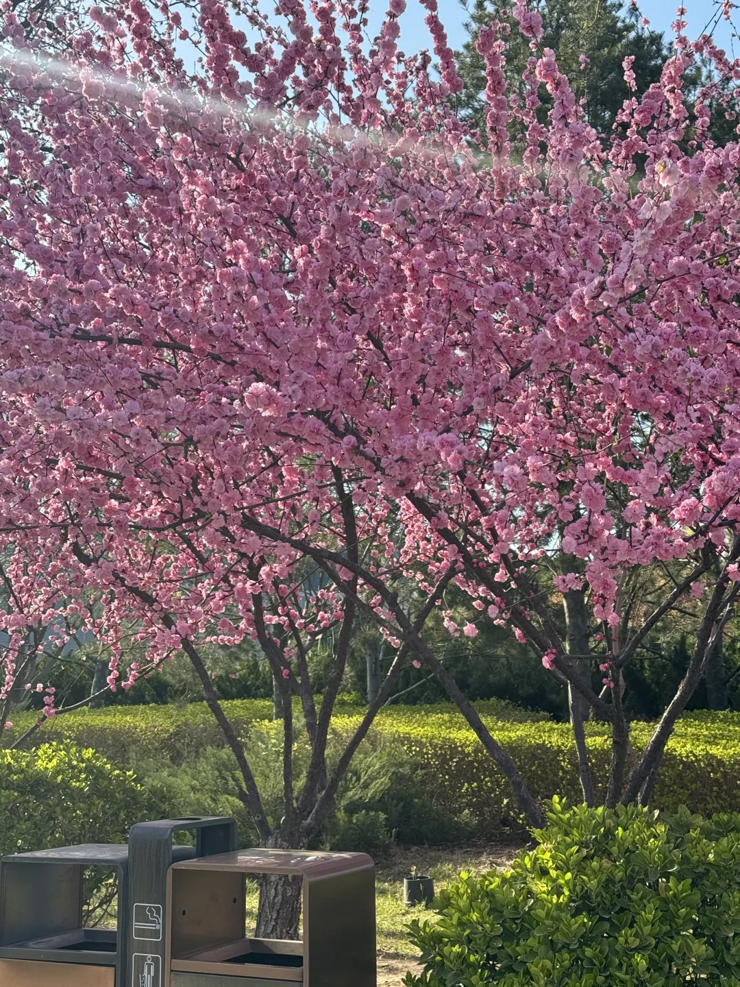 廊坊-会展中心 谁能舍得错过这样的春天啊‼️